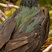 Great Frigatebird